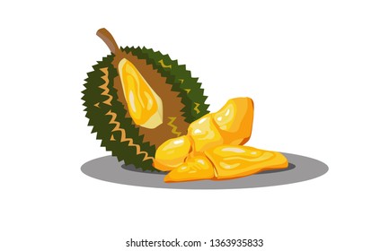 Premium Durian; the king of tropical fruit of Asia