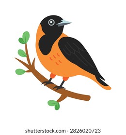 Premium flat vector showing a beautiful colorful Baltimore oriole bird.