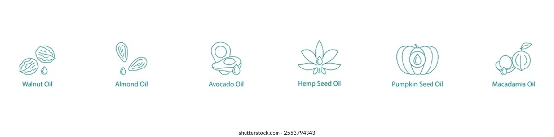 Premium Nut and Seed Oils Vector Icon Set: Walnut, Almond, Avocado, Hemp, Pumpkin Seed, Macadamia