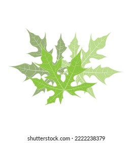 premium quality green leaf plant logo vector symbol