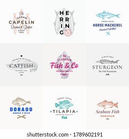 Premium Quality Seafood Vector Signs or Logo Templates Set. Hand Drawn Fish Sketches with Typography, Capelin, Catfish, Sturgeon, Tilapia, Herring etc. Emblems bundle. Isolated.