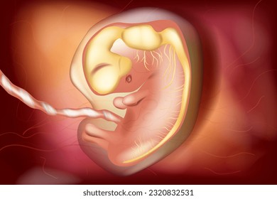 Prenatal Development of the Human Central Nervous System. The embryo's brain at six weeks. Fetal development of human brain