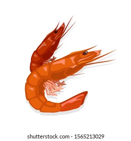 Prepared steamed or boiled red tiger shrimps. Cooked prawn. Seafood for gourmet. Source of omega-3 fatty acids, iodine and protein. Vector illustration on white for market label, food packing, menu.