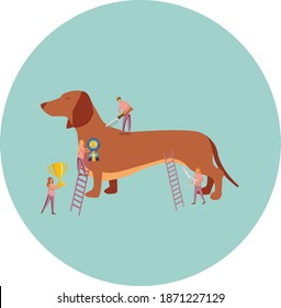 Preparing the dog 
dachshund for the show