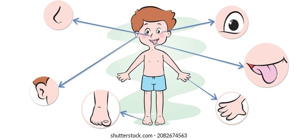 presentation of sense organs boy eye ear mouth nose tongue hand see hear taste eat smell feel touch biology anatomy human body