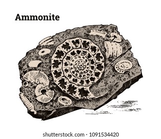 Preserved Ammonite specimen. Fragment fossils, skeleton of prehistoric dead animals in stone. Archeology or paleontology. engraved hand drawn old vintage sketch. Vector illustration.