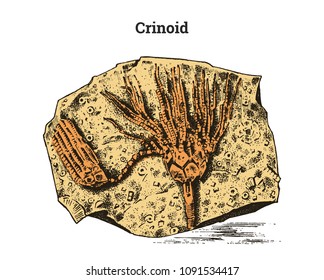 Preserved Crinoid specimen. Fragment fossil, skeleton of prehistoric dead animal in stone. Archeology or paleontology. engraved hand drawn old vintage sketch. Vector illustration.