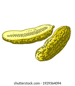 Preserved, pickled cucumbers, whole and half vegetable, close-up, isolated, organic vegetarian food, vintage style, sketch icon, symbol, hand drawn vector illustration on white background