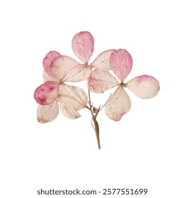 Pressed dried flower realistic illustration isolated on transparent background