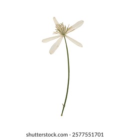 Pressed dried flower realistic illustration isolated on transparent background