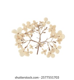 Pressed dried flower realistic illustration isolated on transparent background