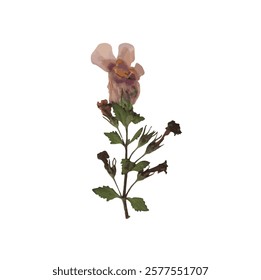 Pressed dried flower realistic illustration isolated on transparent background