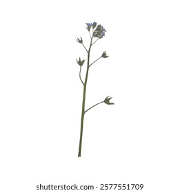 Pressed dried flower realistic illustration isolated on transparent background