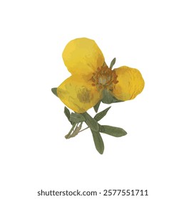 Pressed dried flower realistic illustration isolated on transparent background