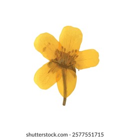 Pressed dried flower realistic illustration isolated on transparent background