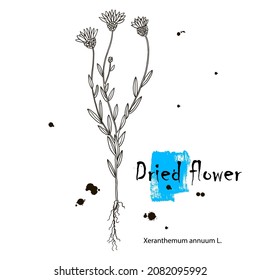 Pressed wild flowers isolated on white background.