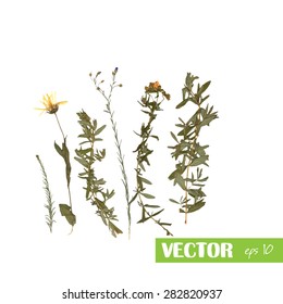 Flores silvestres prensadas aisladas sobre fondo blanco, cepa 10. Hierbas medicinales