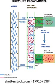 Pressure flow model with white background 