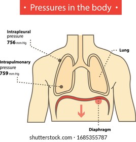 Pressures in the body lung