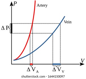 Pressure-Volume Relationship In Veins And Arteries. Vector Illustration