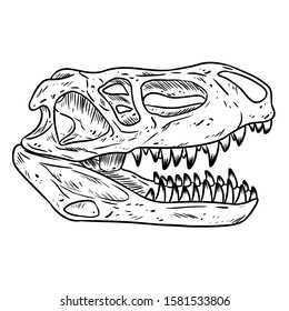 Prestosuchus chiniquensis fossilized skull hand drawn sketch image. Carnivorous pseudosuchians reptile dinosaur fossil illustration illustration