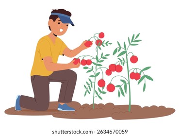 Preteen boy child cartoon character picking tomatoes harvest engaged in homegrown produce scene. Little farm gardener gathering healthy food seasonal crop at agricultural field vector illustration