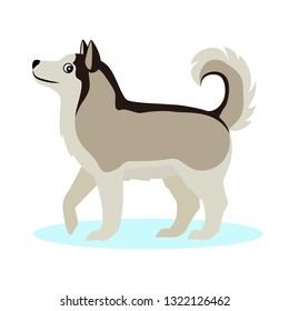 Pretty Alaskan Malamute icon, big furry dog, friendly pet, isolated on white background, vector illustration