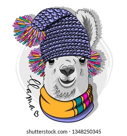 Pretty alpaca with knitted blue hat and   scarf. Hand drawn illustration of dressed llama. Vector illustration.
