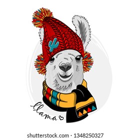 Pretty alpaca with knitted red hat and   scarf. Hand drawn illustration of dressed llama. Vector illustration.
