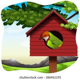 Pretty bird looking out from the bird house