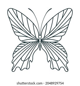 mariposa blanca y negra