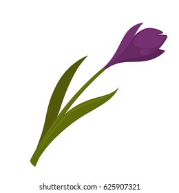 Pretty blooming purple flower