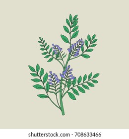 Pretty botanical drawing of blooming licorice plant with inflorescences and leaves. Beautiful flowers hand drawn in vintage style. Herbaceous legume used in medicine. Natural vector illustration.