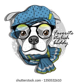Pretty boxer with glasses, blue  hat, pink hat and scarf. Hand drawn illustration of dressed dog.  Vector illustration.