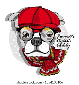 Pretty boxer with glasses, red hat and knitted scarf. Hand drawn illustration of dressed dog.  Vector illustration.