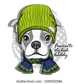 Pretty boxer with green knitted hat and scarf. Hand drawn illustration of dressed dog.  Vector illustration.