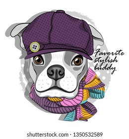 Pretty boxer with violet hat and knitted scarf. Hand drawn illustration of dressed dog.  Vector illustration.