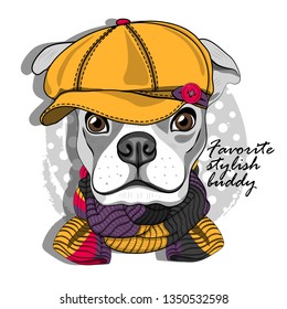 Pretty boxer with yellow hat and knitted scarf. Hand drawn illustration of dressed dog.  Vector illustration.