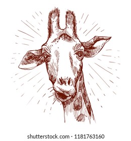 A pretty giraffe. Hand drawn giraffe for poster. Sketch of the giraffe facial head. Giraffe with divergent rays from him.