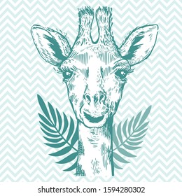 A pretty giraffe. Hand drawn giraffe for poster with tropical leves. Sketch of the giraffe facial head. Zoo animal with palm leaf