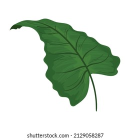 pretty green leaf over white