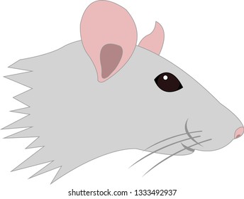 pretty grey rat