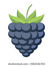 pretty illustration of fruit blackberry