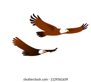 Pretty illustration of two American bald eagles flying