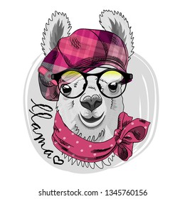 Pretty lama with glasses, pink checkered hat and scarf. Hand drawn illustration of dressed llama. Vector illustration.