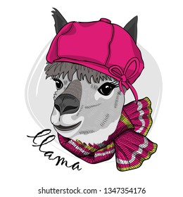 Pretty lama with pink hat and knitted scarf. Hand drawn illustration of dressed llama. Vector illustration.


