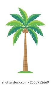 pretty palm tree with coconut vector illustration