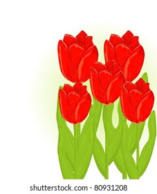 Pretty red tulips
