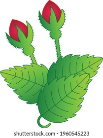 Pretty rose buds vector illustration 