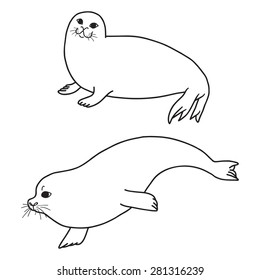 Pretty Seals isolated on white. Vector Set of marine mammal. Two seals in different poses.